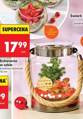 Echeveria w szkle, średnica doniczki 12 cm promocja w Biedronka