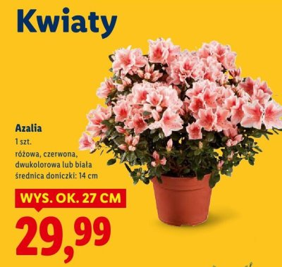 Azalia różowa, czerwona, dwukolorowa lub biała promocja w Lidl