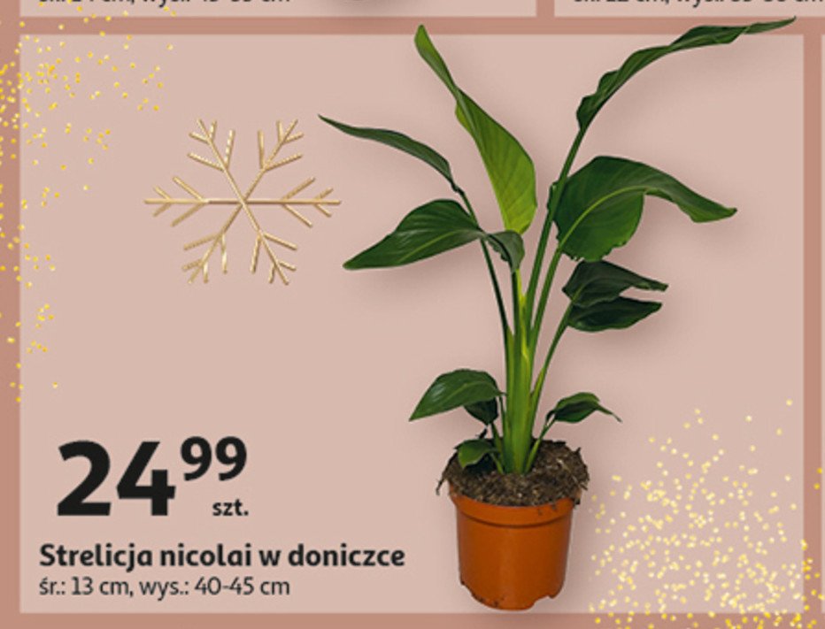 Strelicja nicolai don. 13 cm promocja