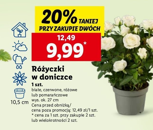 Różyczki w doniczce 10.5 cm białe promocja