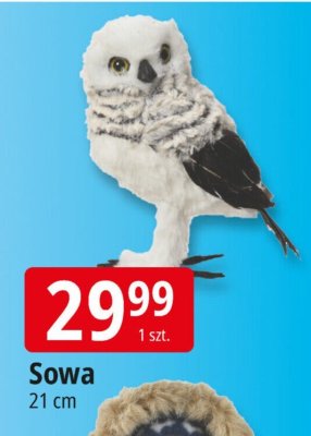 Sowa promocja w Leclerc