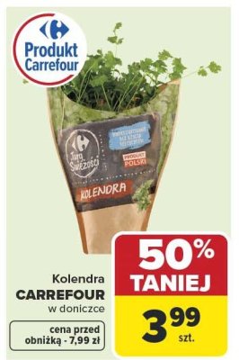 Kolendra CARREFOUR w doniczce promocja w Carrefour