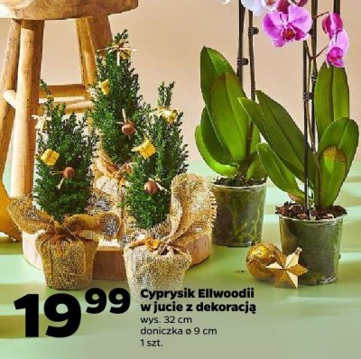 Cyprysik Ellwoodii w łucie z dekoracją promocja w Netto
