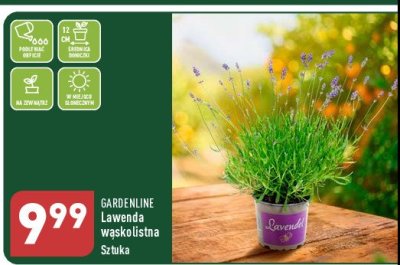 Lawenda wąskolistna GARDEN LINE promocja