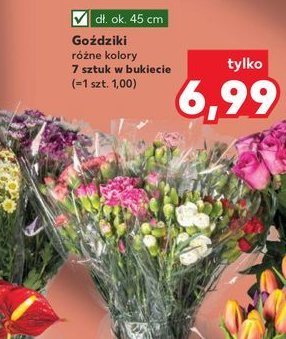 Goździki 45 cm promocja