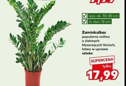 Zamiokulkas 12 cm promocja