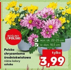 Chryzantema średniokwiatowa w doniczce 10.5 cm promocja