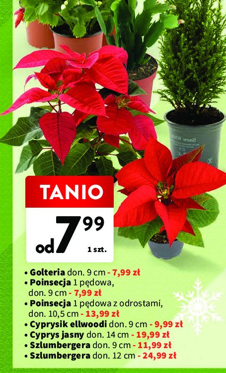Cyprys jasny don. 14 cm promocja