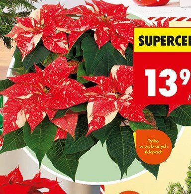 Poinsencja odmiany specjalne  promocja w Biedronka