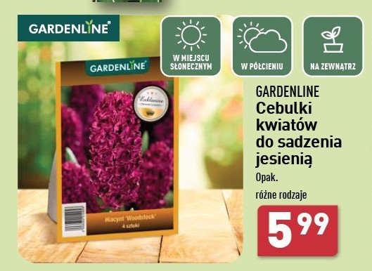 Cebulki jesienne hiacynt GARDEN LINE promocja