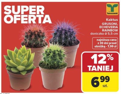 Kaktus GRUSONI, ECHEVERIA RAINBOW Ø 5,5 cm promocja w Carrefour