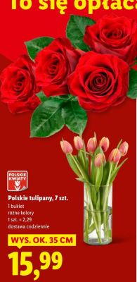 Róże promocja w Lidl