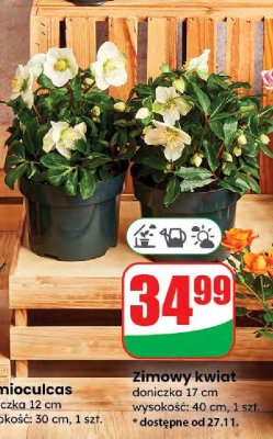 Zimowy kwiat promocja w Dino