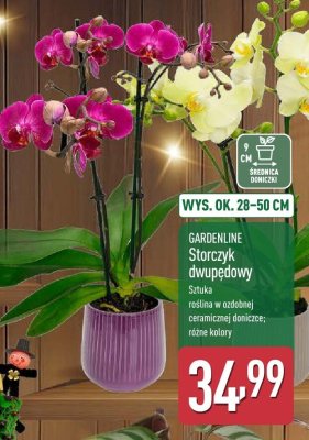Roślina Storczyk dwupędowy  promocja w Aldi