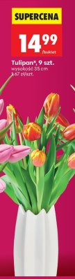 Tulipan 9 sztuk promocja w Biedronka