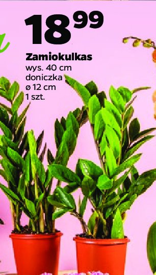Zamiokulkas 40 cm promocja