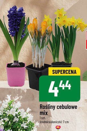 Rośliny cebulowe 7 cm promocja