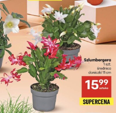 Szlumbergera średnica doniczki 11 cm promocja w Delikatesy Centrum
