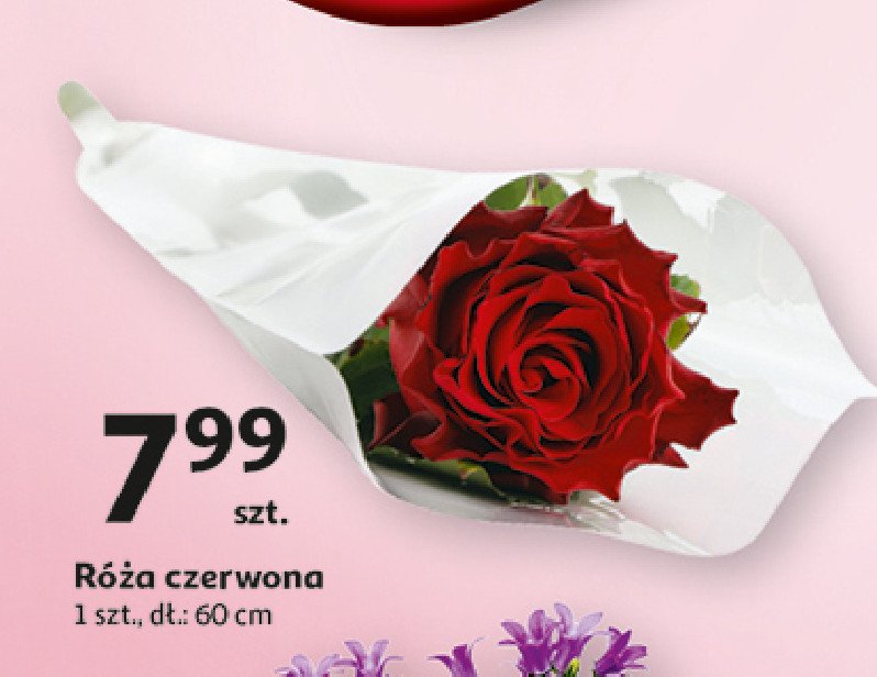 Róża 60 cm promocja