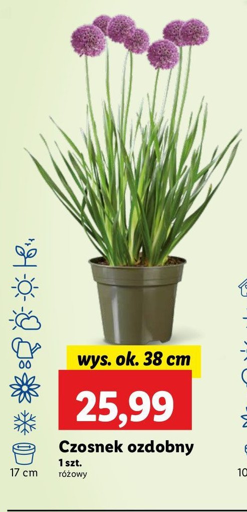 Czosnek ozdobny promocja w Lidl