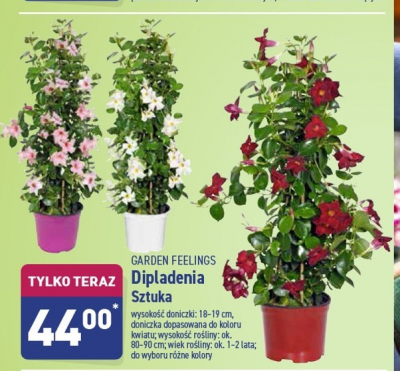 Dipladenia Garden feelings promocja