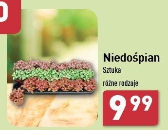 Niedośpian promocja