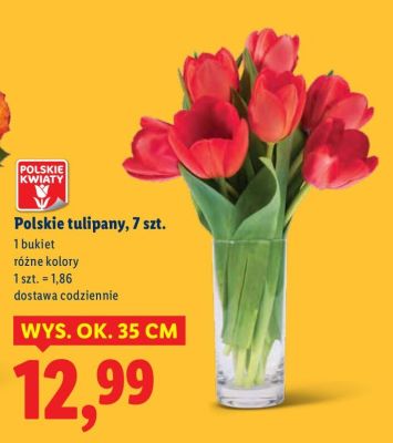 Polskie tulipany, 7 szt. promocja w Lidl