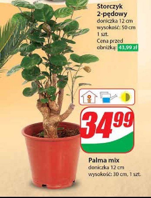 Palma don. 12 cm promocja