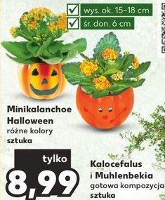 Minikalanchoe promocja