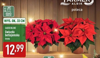Gwiazda betlejemska promocja w Aldi