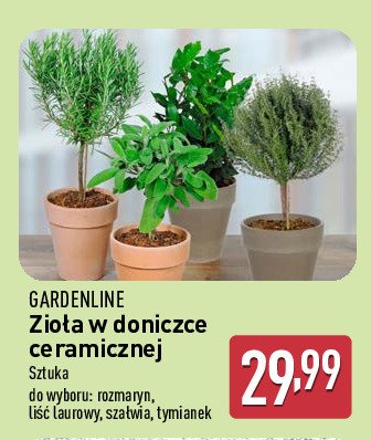 Liść laurowy w ceramicznej doniczce 16 cm promocja w Aldi