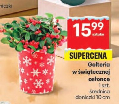 Golteria w świątecznej osłonce promocja w Delikatesy Centrum