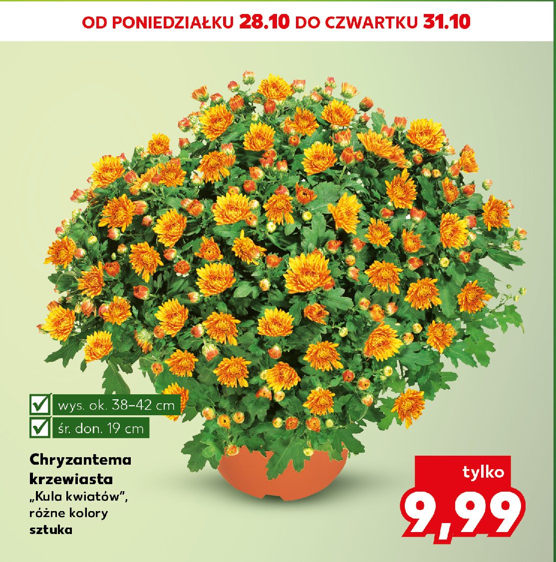 Chryzantema krzewiasta śr. don. 19 cm promocja