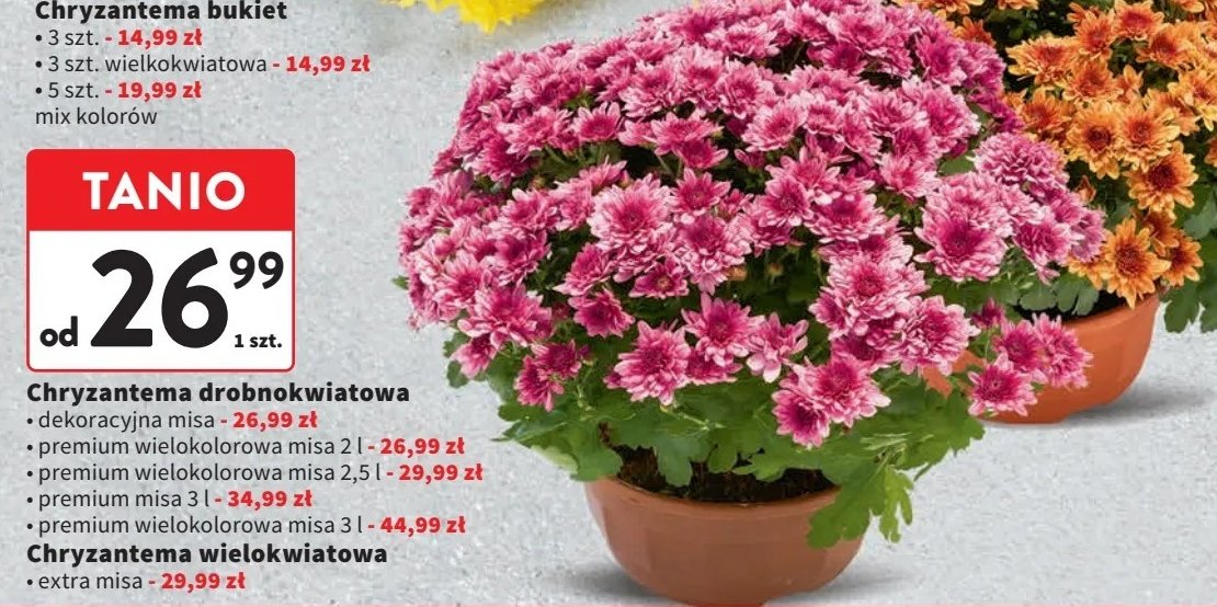 Chryzantema drobnokwiatowa wielokolorowa premium misa 3 l promocja w Intermarche