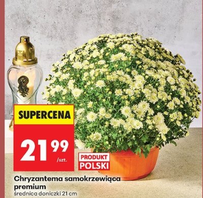 Chryzantema promocja w Biedronka