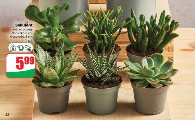 Sukulent, różne rodzaje promocja w Dino