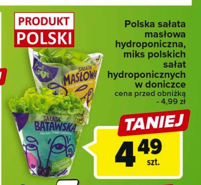 Sa艂ata hydroponiczna batawska Plant love promocja