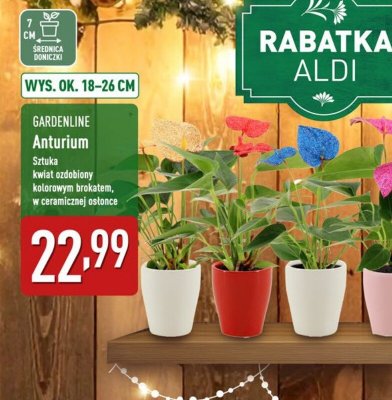 GARDENLINE Anturium promocja w Aldi