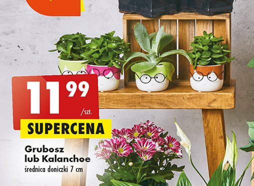 Grubosz w doniczce promocja