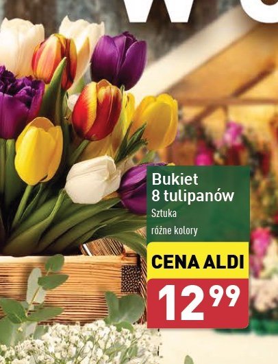 Tulipany promocja w Aldi