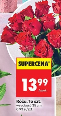 Róża 15 szt. wysokość 35 cm promocja w Biedronka