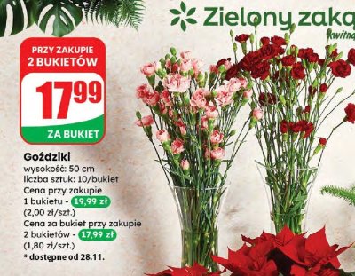 Goździki różne kolory promocja w Dino