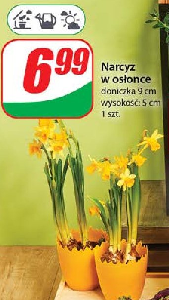 Narcyz 9 cm promocja