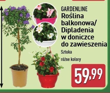 Roślina balkonowa GARDEN LINE promocja