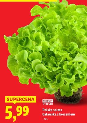 Polska sałata batawska z korzeniem 1 szt. promocja w Lidl