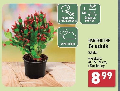 Grudnik 22-24 cm GARDEN LINE promocja w Aldi