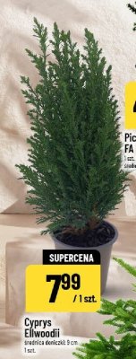 Gazetka, strona 13 promocja w POLOmarket