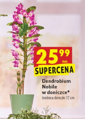 Dendroblum nobile w donicy 12 cm promocja