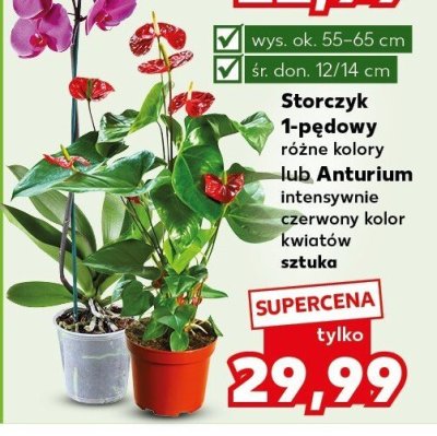 Anturium promocja w Kaufland