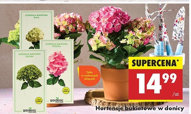 Hortensja bukietowa promocja